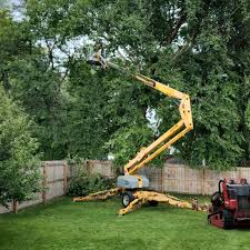 Best Tree Disease Treatment  in Sandy, UT