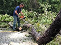 Reliable Sandy, UT Tree Removal Services Solutions