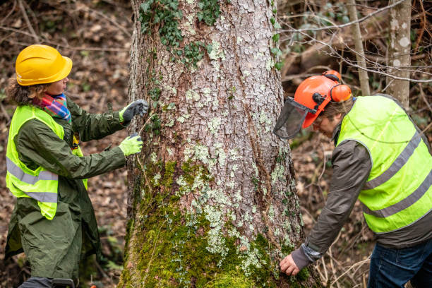 Best Tree Maintenance Programs  in Sandy, UT