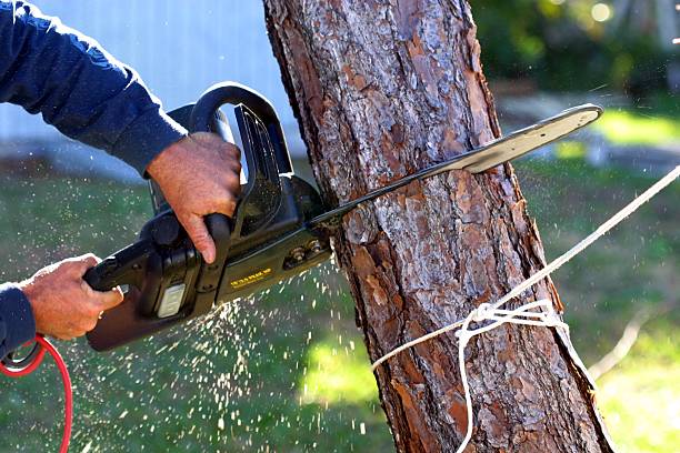 Best Tree Trimming and Pruning  in Sandy, UT