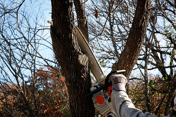 Best Tree and Shrub Care  in Sandy, UT