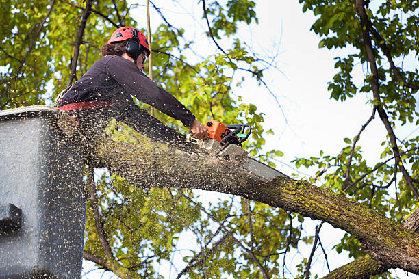  Sandy, UT Tree Removal Services Pros