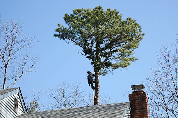 Best Utility Line Clearance  in Sandy, UT